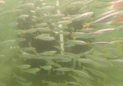 Tiene 10 mil especies nuevas, el sistema arrecifal de San Carlos