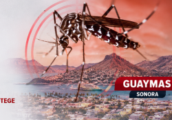Acecha el dengue a Guaymas con más casos recientes