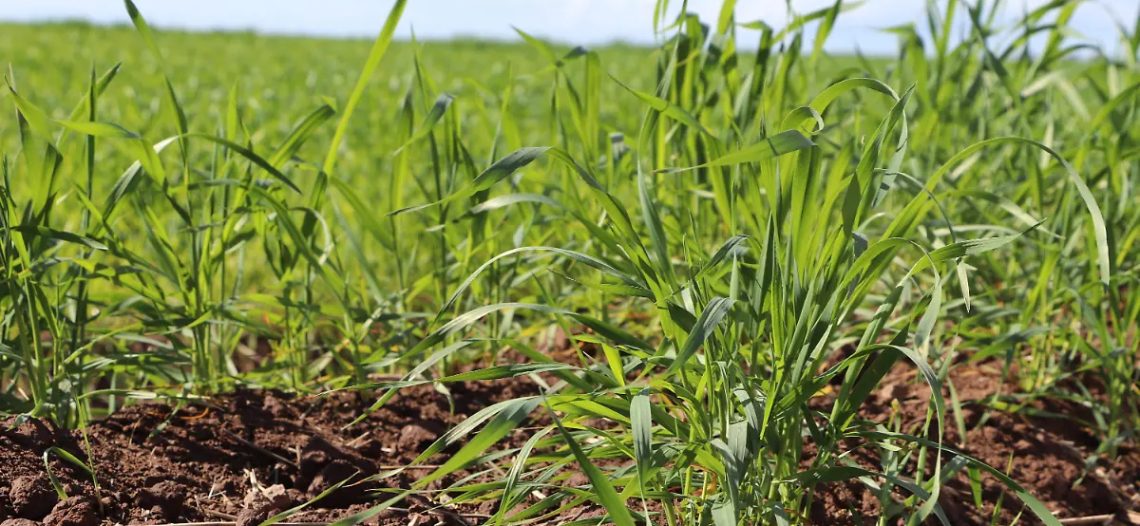 Con la llegada de las lluvias mejoran expectativas para el campo sonorense