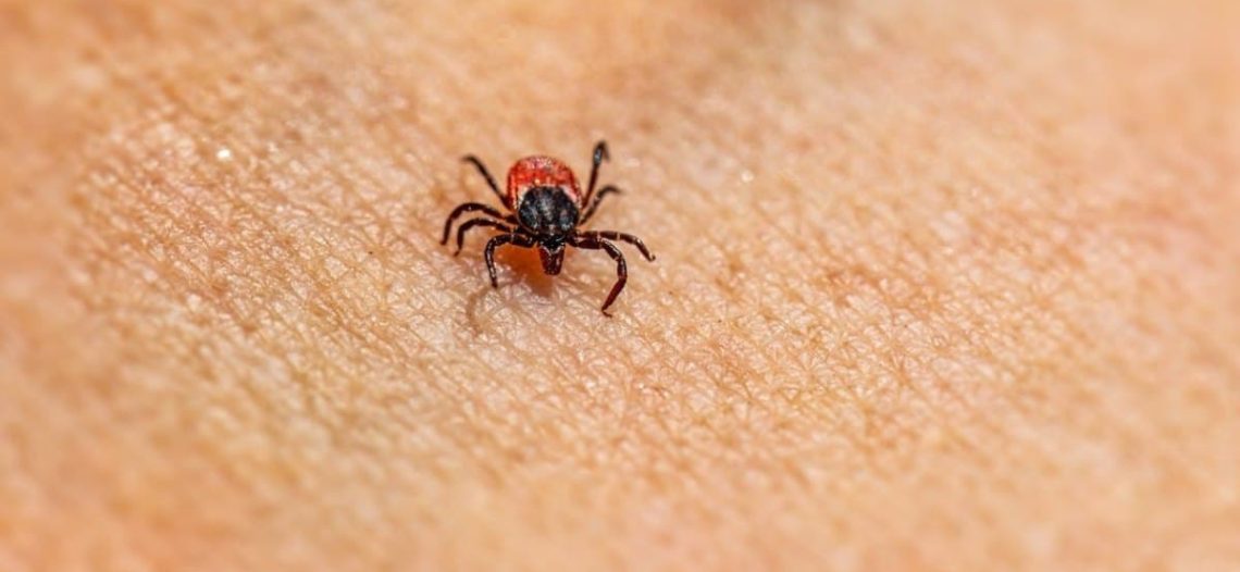 Rickettsia mantiene en alerta al norte de México por aumento de contagios