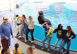 Invitan al Delfinario Sonora durante las vacaciones de verano