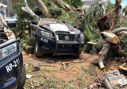 Caen árboles sobre patrullas de la Policía Municipal en Guaymas