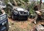 Caen árboles sobre patrullas de la Policía Municipal en Guaymas