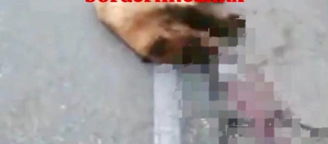 Un oso murió atropellado en la carretera Ímurirs-Nogales 