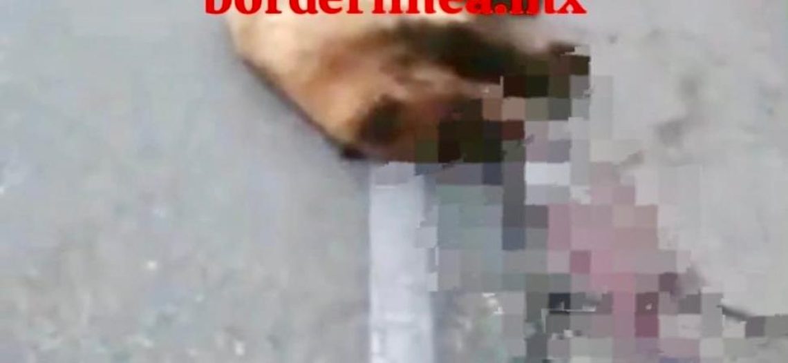 Un oso murió atropellado en la carretera Ímurirs-Nogales 