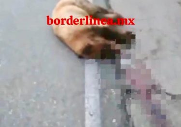 Un oso murió atropellado en la carretera Ímurirs-Nogales 