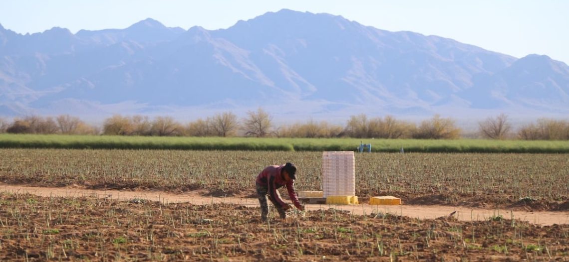 Gobierno y productores planean en Sonora ciclo agrícola 2026-2027 juntos