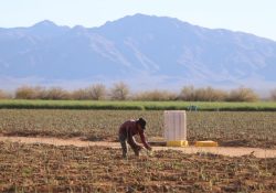 Gobierno y productores planean en Sonora ciclo agrícola 2026-2027 juntos