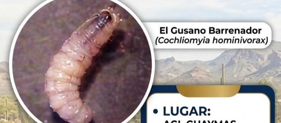Aparece en este municipio el gusano barrenador; convocan a reaccionar para su control