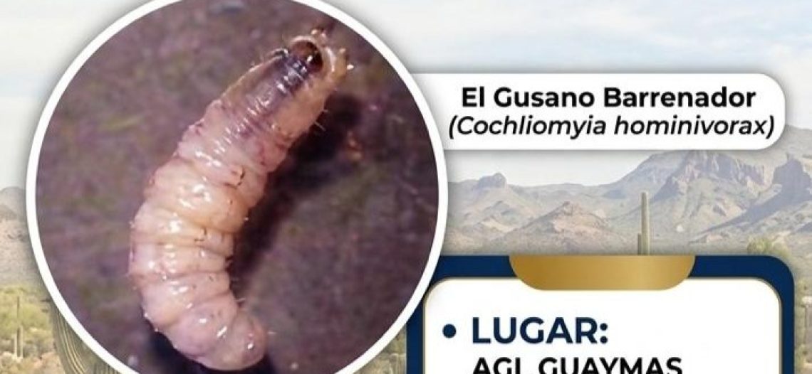 Aparece en este municipio el gusano barrenador; convocan a reaccionar para su control