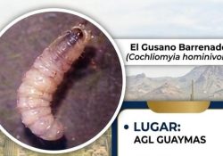 Aparece en este municipio el gusano barrenador; convocan a reaccionar para su control