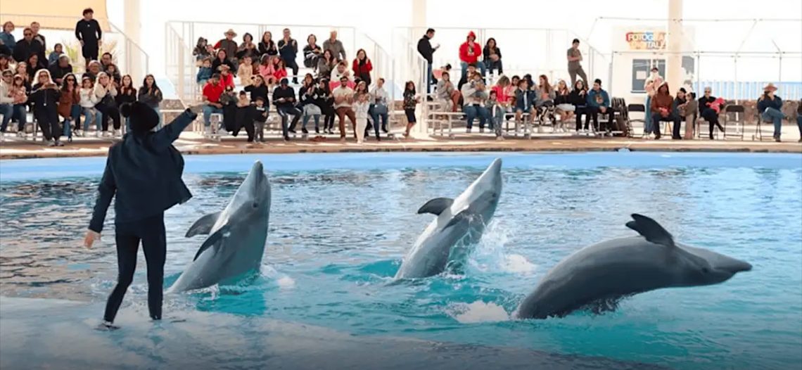 Profepa inspecciona el Delfinario Sonora tras la muerte de la delfín Moana