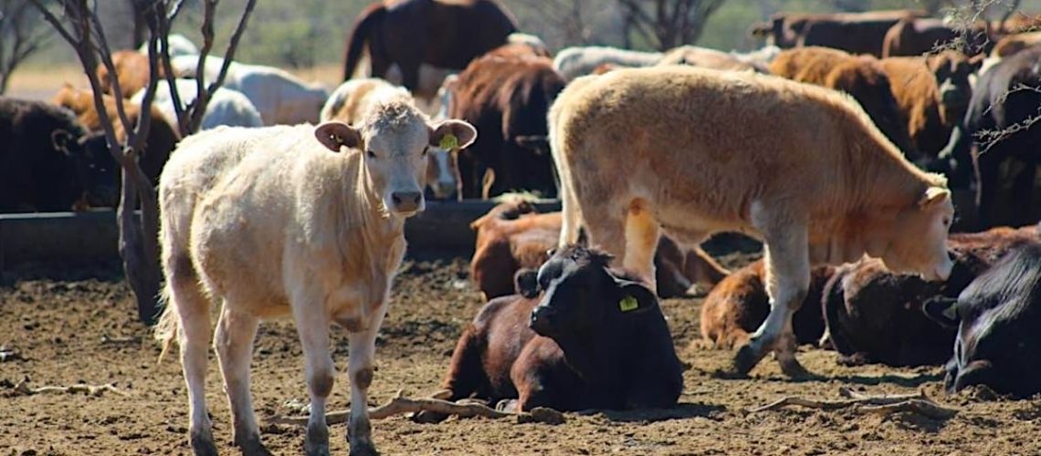Sonora reanudará exportación de ganado por Agua Prieta este 20 de octubre