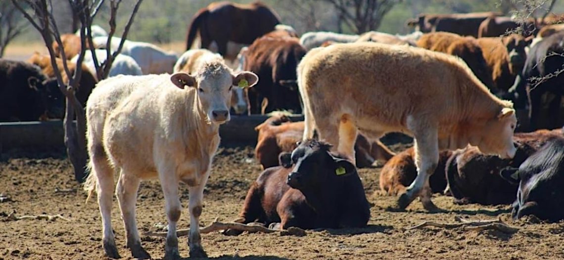 Sonora reanudará exportación de ganado por Agua Prieta este 20 de octubre